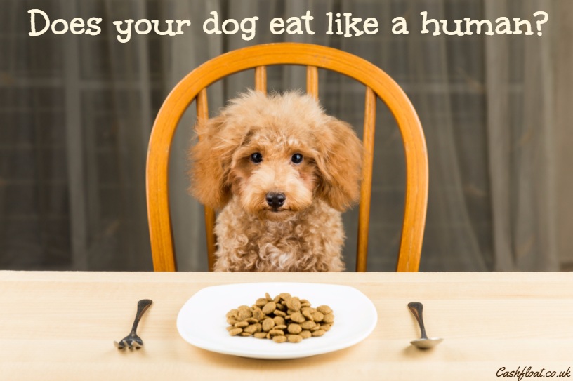 Problems With Label Complete And Balanced On Pet Food Problems With Label Complete And Balanced On Pet Food