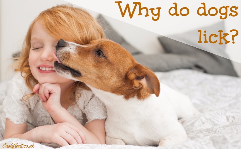 Do Dogs Lick To Show Affection Do Dogs Lick To Show Affection