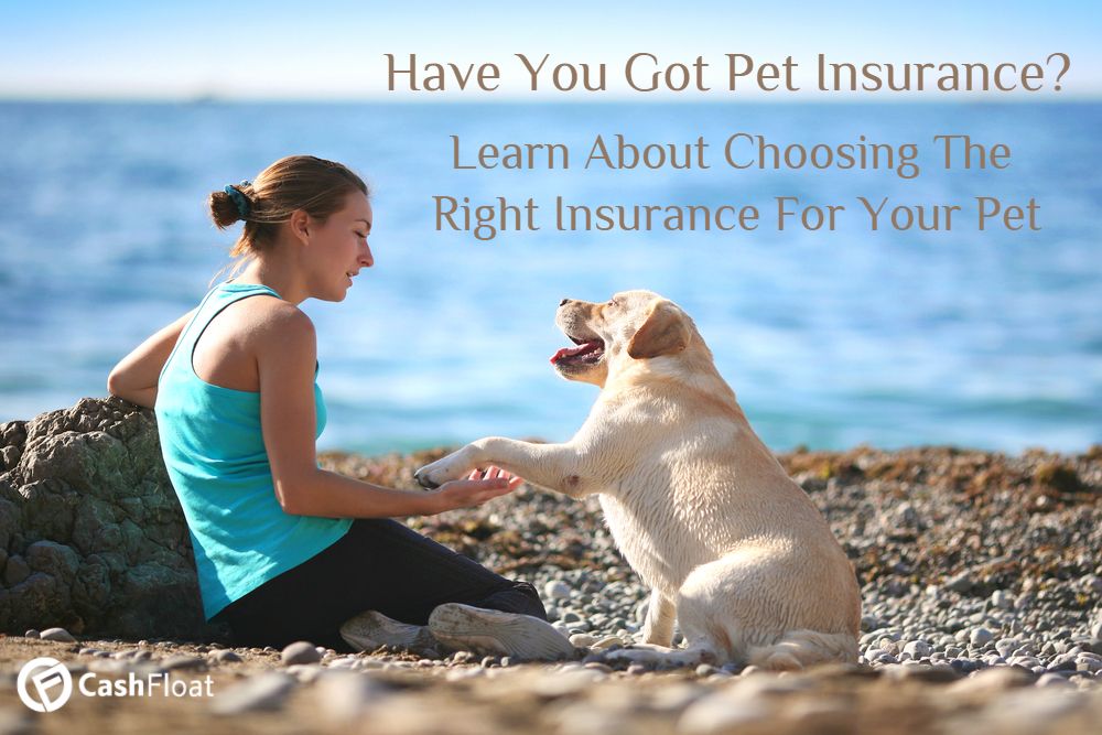 cheap pet insurance - cashfloat