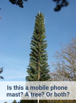 Is this a mobile phone mast? A tree? Or both? - Cashfloat